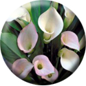 Image of calla lillies